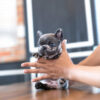 Bumble Teacup French Bulldog - Image 4