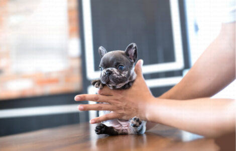 Bumble Teacup French Bulldog - Image 4