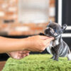 Bumble Teacup French Bulldog - Image 5