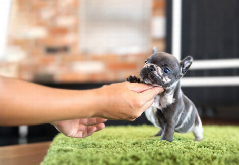 Bumble Teacup French Bulldog - Image 5