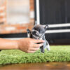 Bumble Teacup French Bulldog - Image 8