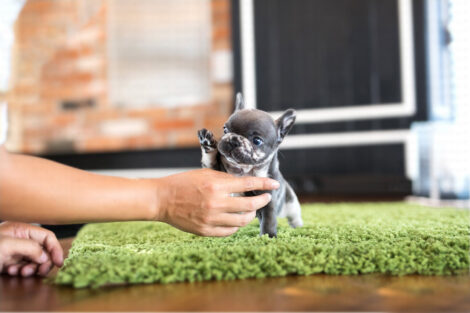 Bumble Teacup French Bulldog - Image 8