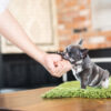 Bumble Teacup French Bulldog - Image 9