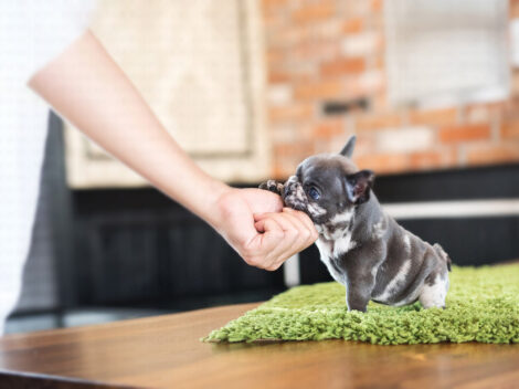 Bumble Teacup French Bulldog - Image 9