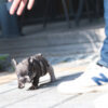 Bumble Teacup French Bulldog - Image 10