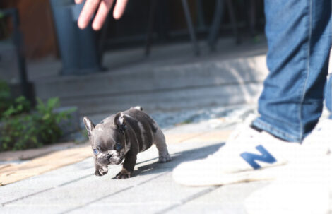 Bumble Teacup French Bulldog - Image 10