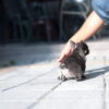 Bumble Teacup French Bulldog - Image 3