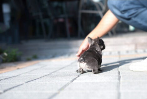 Bumble Teacup French Bulldog - Image 3
