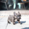Bumble Teacup French Bulldog