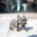 Bumble Teacup French Bulldog