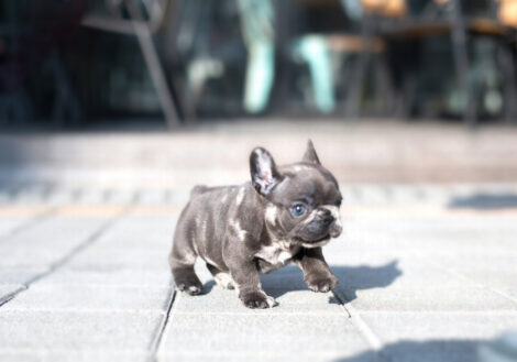 Bumble Teacup French Bulldog