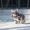 Bumble Teacup French Bulldog - Image 6