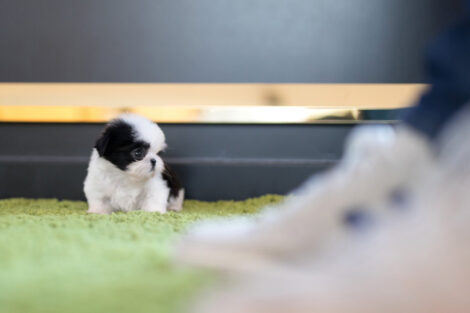 Oreo Teacup Shih Tzu - Image 2