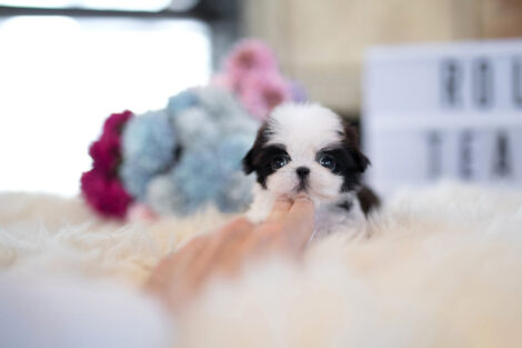 Oreo Teacup Shih Tzu - Image 3