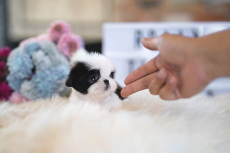 Oreo Teacup Shih Tzu - Image 4