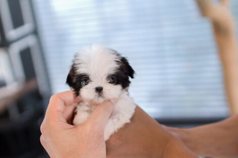 Oreo Teacup Shih Tzu - Image 5
