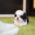 Oreo Teacup Shih Tzu