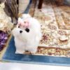 Melody Micro Teacup Maltese - Image 3