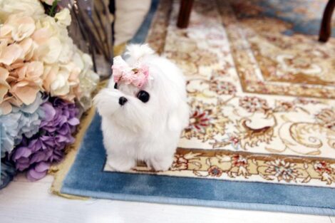 Melody Micro Teacup Maltese - Image 3