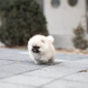 Benjamin Smokey Micro Pomeranian - Image 5