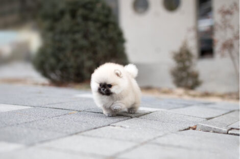 Benjamin Smokey Micro Pomeranian - Image 5