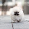 Benjamin Smokey Micro Pomeranian