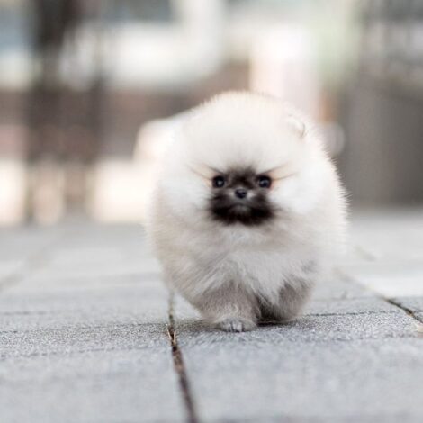 Benjamin Smokey Micro Pomeranian