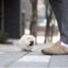 Benjamin Smokey Micro Pomeranian - Image 3