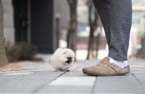 Benjamin Smokey Micro Pomeranian - Image 3