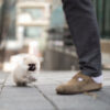 Benjamin Smokey Micro Pomeranian - Image 4