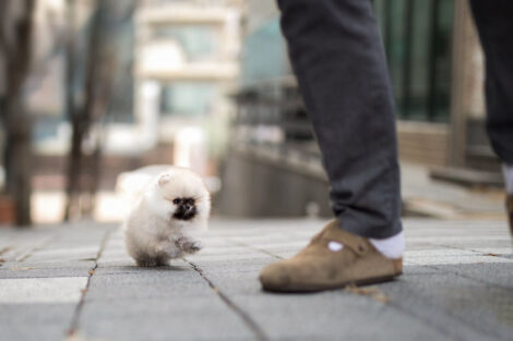 Benjamin Smokey Micro Pomeranian - Image 4