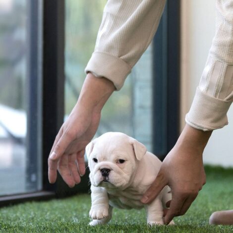 Michelin Teacup English Bulldog - Image 7