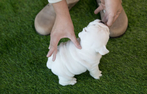 Michelin Teacup English Bulldog - Image 2