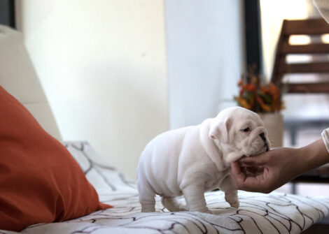 Michelin Teacup English Bulldog - Image 3