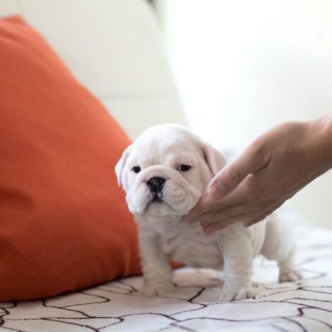 Michelin Teacup English Bulldog