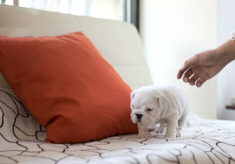 Michelin Teacup English Bulldog - Image 4