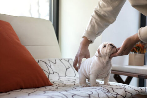 Michelin Teacup English Bulldog - Image 5