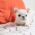 Molly White Teacup Frenchy
