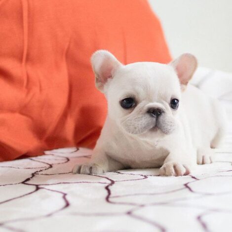 Molly White Teacup Frenchy