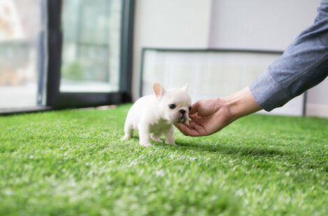 Molly White Teacup Frenchy - Image 2