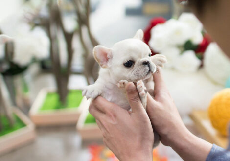 Molly White Teacup Frenchy - Image 3