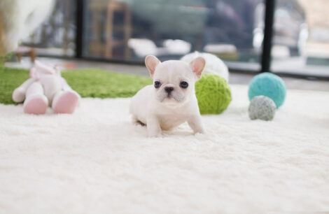 Molly White Teacup Frenchy - Image 4
