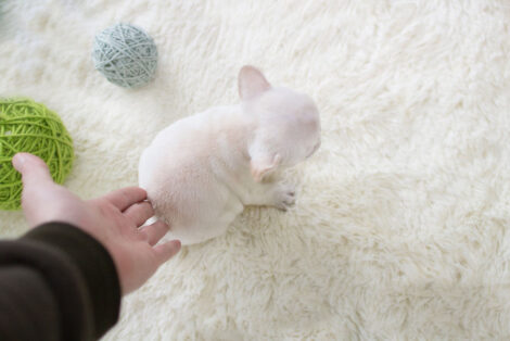 Molly White Teacup Frenchy - Image 5