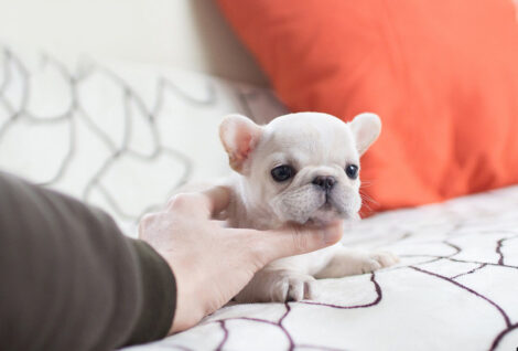 Molly White Teacup Frenchy - Image 6
