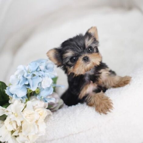 Elias Teacup Yorkie