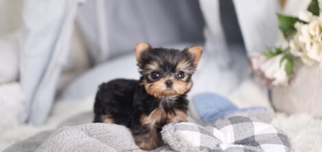 Elias Teacup Yorkie - Image 2