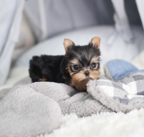 Elias Teacup Yorkie - Image 3