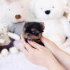 Jeremiah Micro Yorkie - Image 5