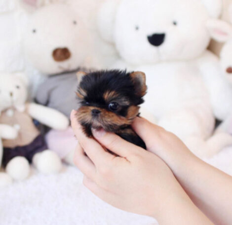 Jeremiah Micro Yorkie - Image 5