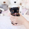 Jeremiah Micro Yorkie